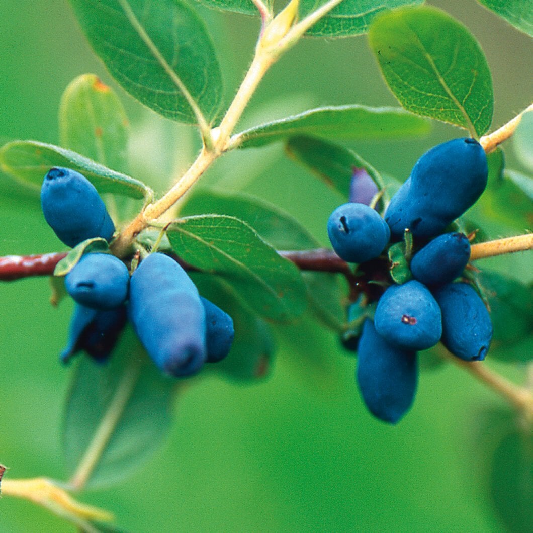 Wildobstgehlz Sibirische Blaubeere