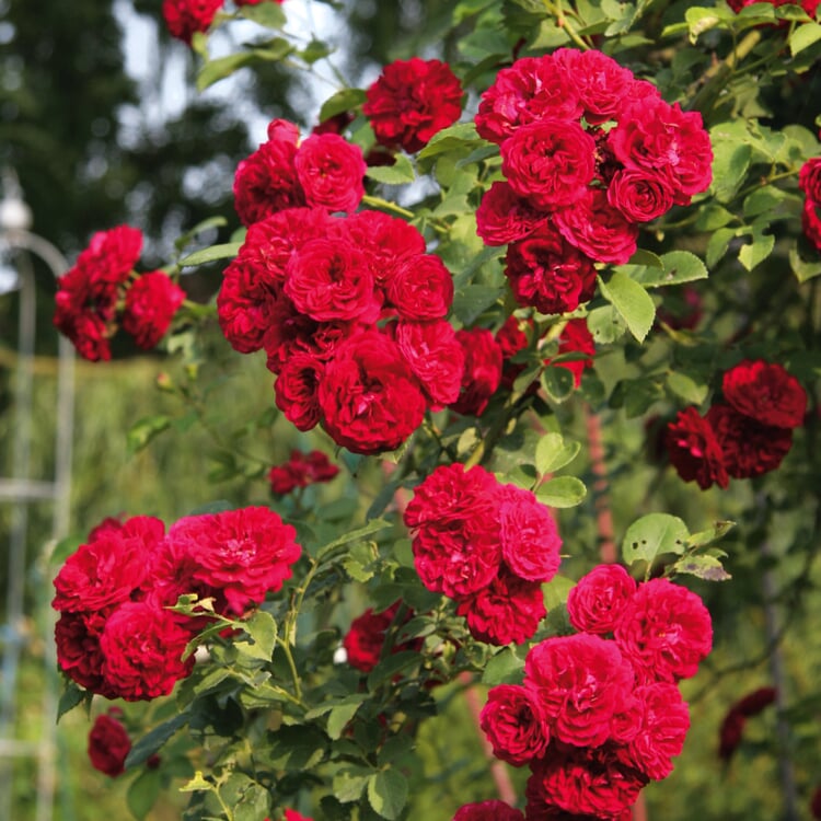 Chevy Chase (RosaMultifloraHybriden) Manufactum