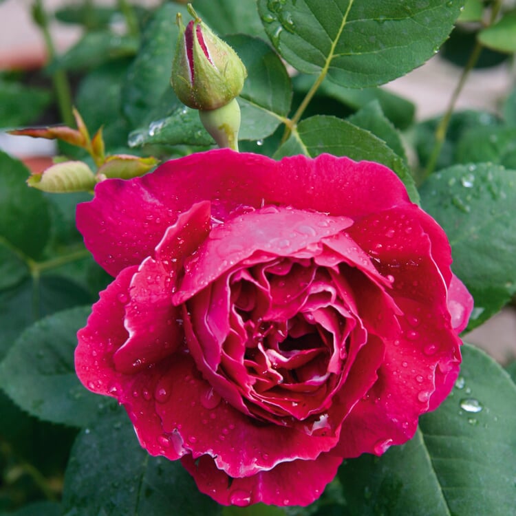 Rose de remontoir 'Baron Girod de l'Ain