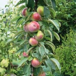 Säulenapfel 'Black McIntosh'