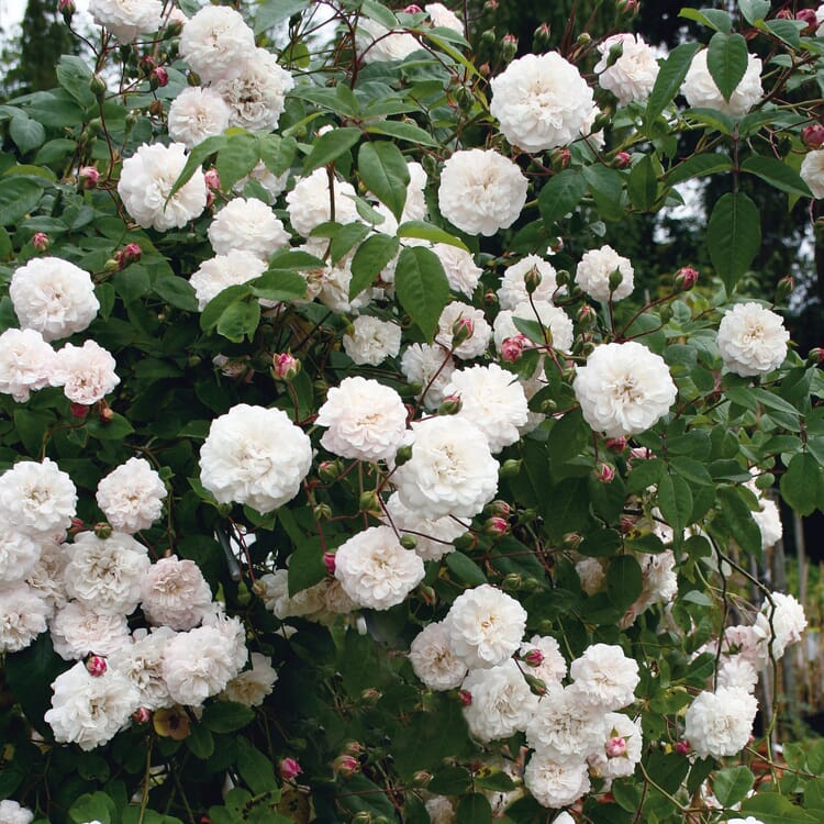 Félicité et Perpétue (Rosa-Sempervirens-Hybriden)