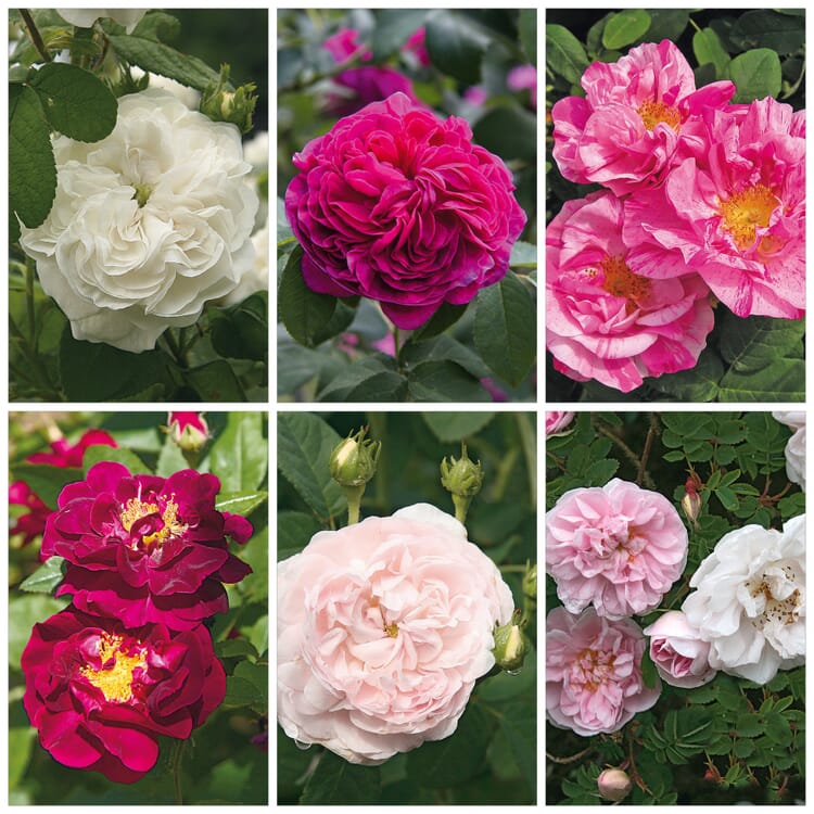 Haie de rosiers Jardin de ferme