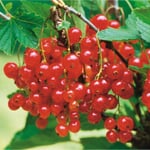 Obstgehölz Rote Johannisbeere 'Roter See'