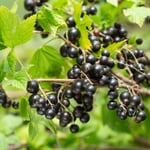 Obstgehölz Schwarze Johannisbeere 'Hedda'