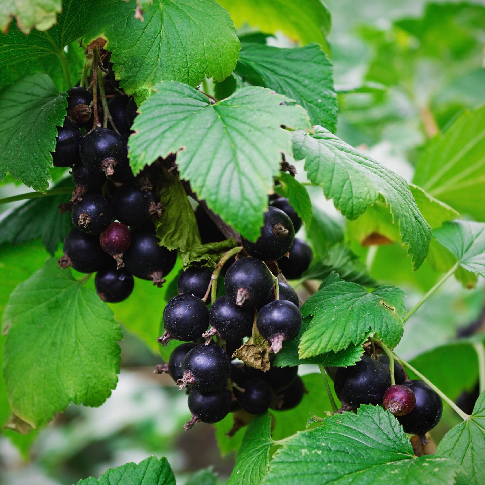 Beerenstrauch Schwarze Johannisbeere 'Hedda' | Manufactum