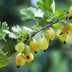 Obstgehölz Stachelbeere 'Früheste Gelbe'