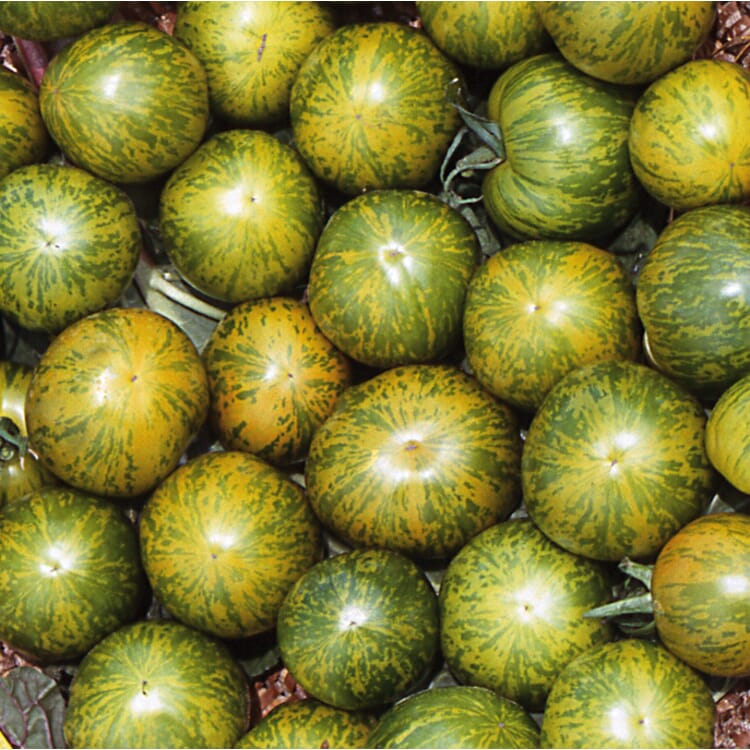 Graines de légumes Tomates particulièrement savoureuses