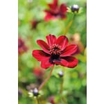 Flower Bulbs Chocolate Cosmos