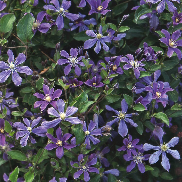 Clématite à feuilles entières 'Arabella