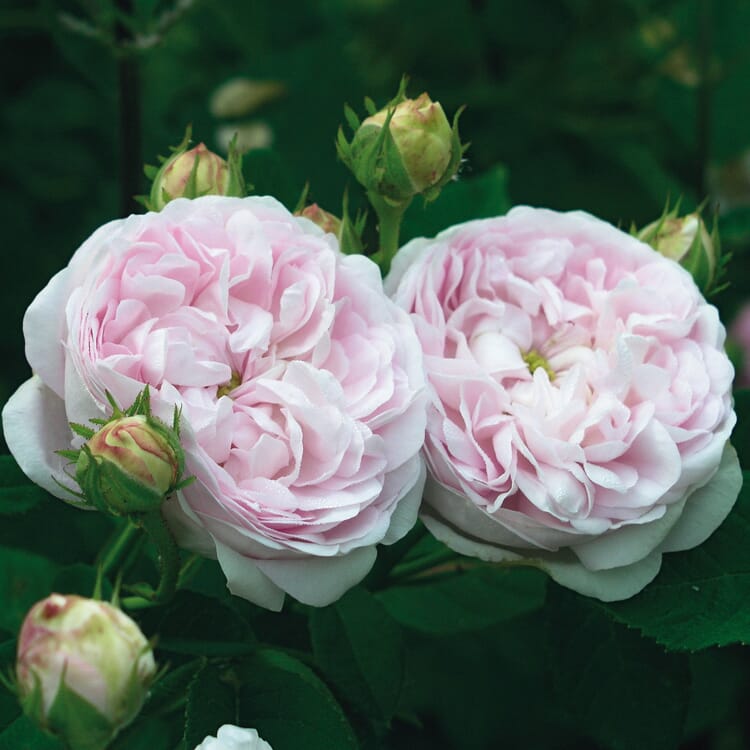 Gallische Rose 'Duchesse de Montebello'