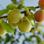 Obstgehölz 'Reneklode aus Oullins'