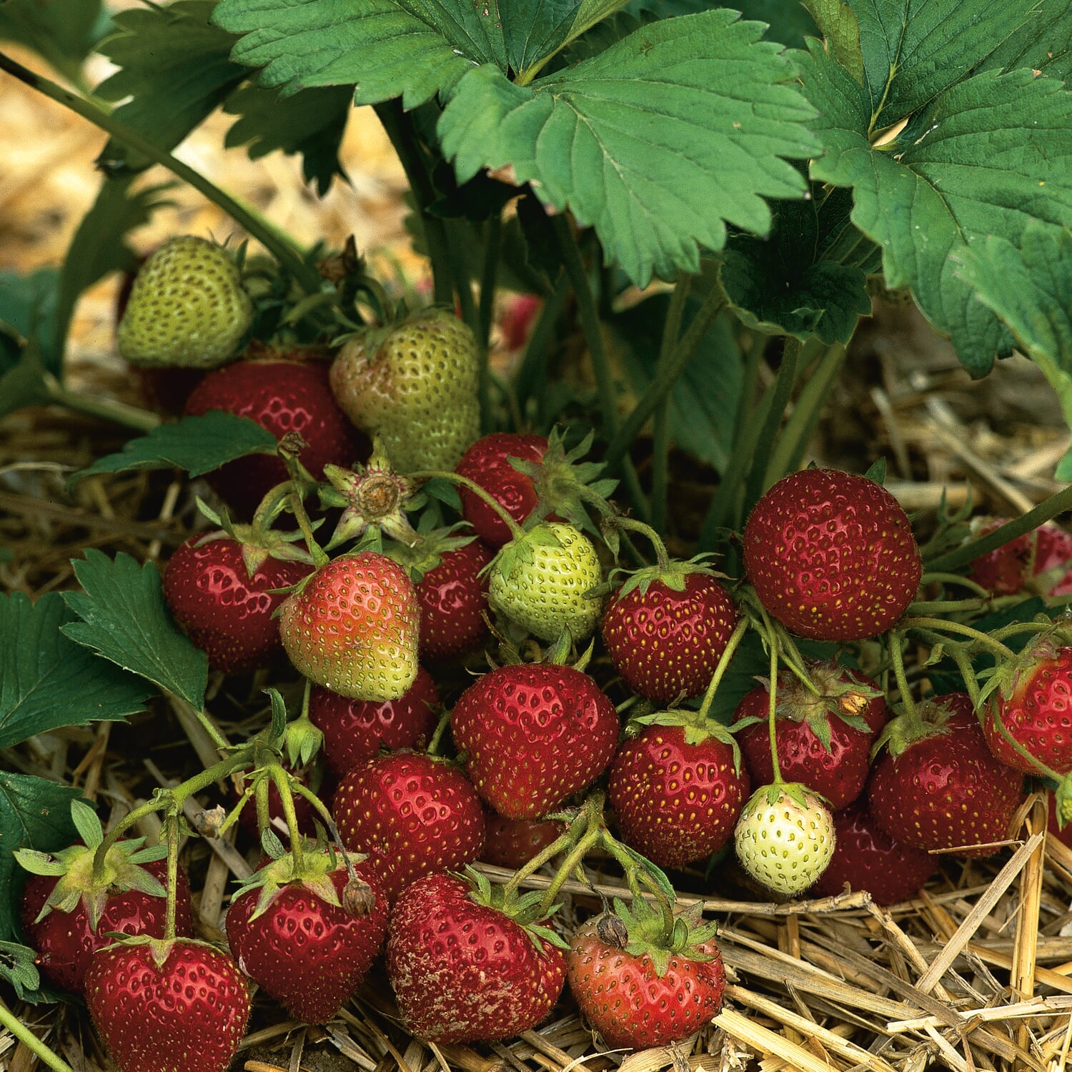 Erdbeere 'Mara des Bois' Manufactum