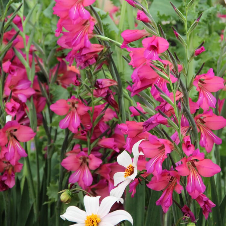 Bulbes de fleurs : glaïeul sauvage byzantin