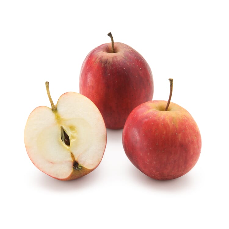Pomme d'automne 'Cousinot pourpre, Demi-tige