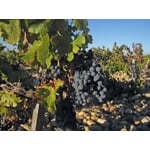 Banyuls Essig