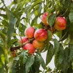 Obstgehölz Zwergnektarine 'Redgold'