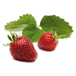 Erdbeer-Probierpaket No. 1