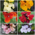 Graines de fleurs Vernis d'or historique