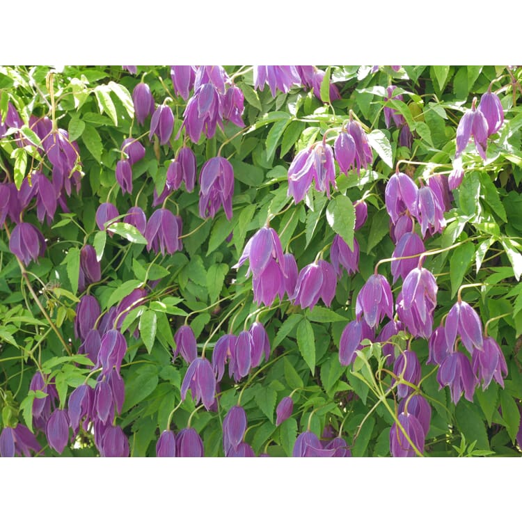 Vigne des Alpes 'Ruby