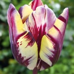 Blumenzwiebeln Tulpe 'Insulinde'
