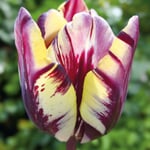 Bulbes de fleurs Tulipe Rembrandt « Insulinde »