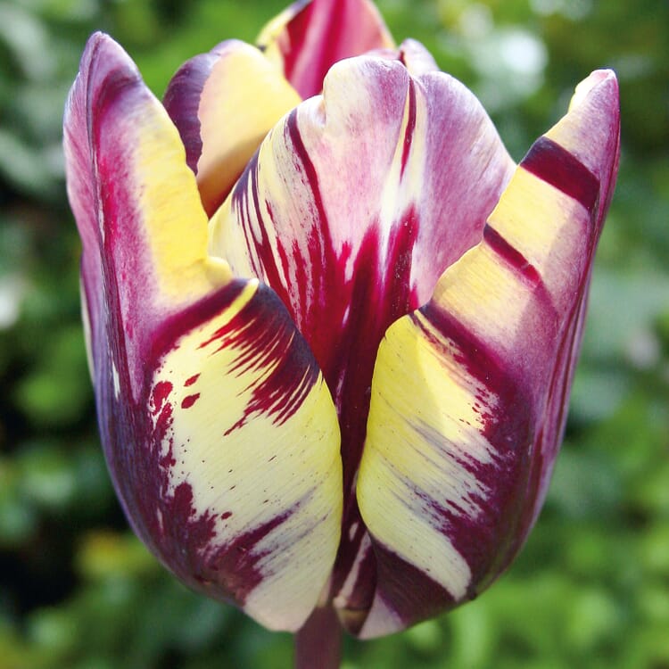 Bulbes de fleurs Tulipe Rembrandt « Insulinde »