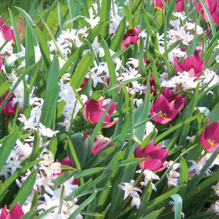Mélange de bulbes de tulipe sauvage naine et de jacinthe étoilée