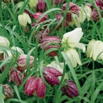 Bulbes de fleurs de fritillaires