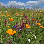 Blumensamen Saatgutmischung Nutzinsektenweide