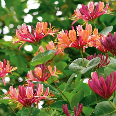 manufactum Rankpflanze 'Heckrotts Duft-Geißblatt'