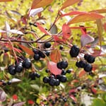 Obstgehölz Apfelbeere 'Hugin'