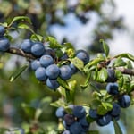 Wildbstgehölz 'Großfrüchtige Schlehe'