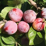 Obstgehölz 'Löhrpflaume'