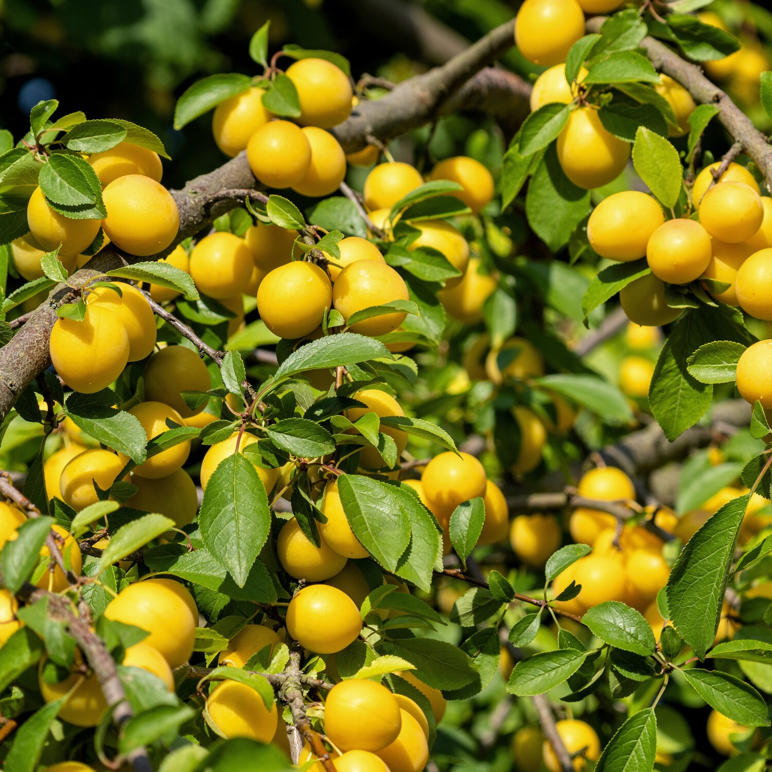 Obstgehlz 'Mirabelle von Metz' | Manufactum