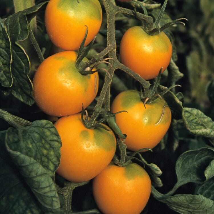 Gemüsesamen 'Widerstandsfähige Tomaten No. 1'