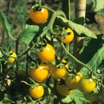 Graines de légumes Tomates résistantes No. 2