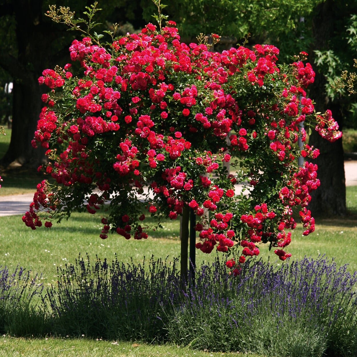 Kaskadenrose 'Chevy Chase' Manufactum