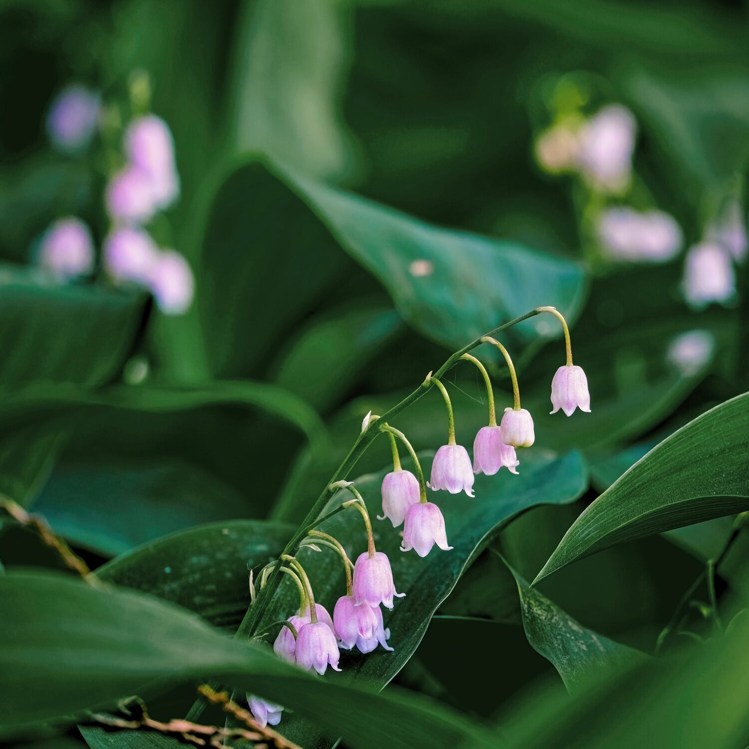 Blumenzwiebeln Maiglöckchen 'Rosea', (3 Stück)