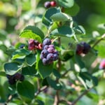 Obstgehölz Felsenbirne 'Prince William'