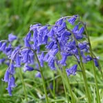Bulbes de fleurs : Perce-neige anglais