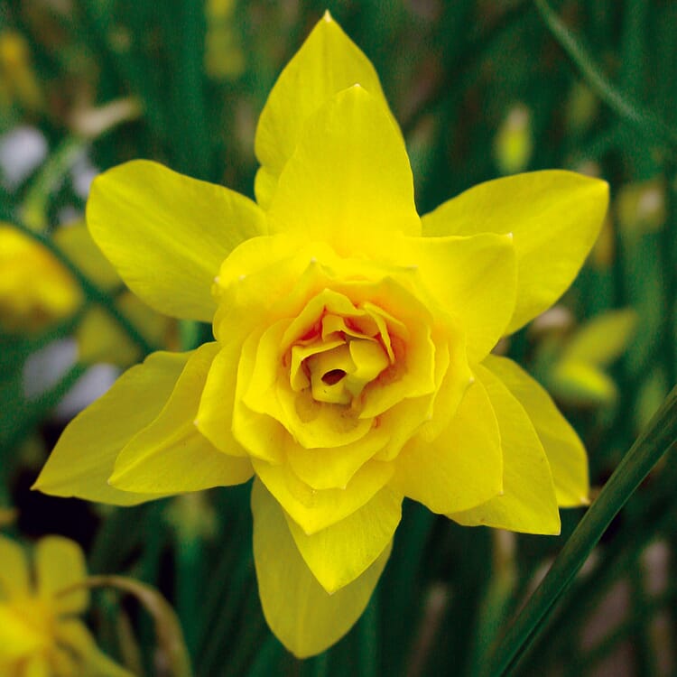 Bulbes à fleurs Narcisse sauvage parfumé 'Plenus
