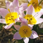 Bulbes de tulipes crétoises