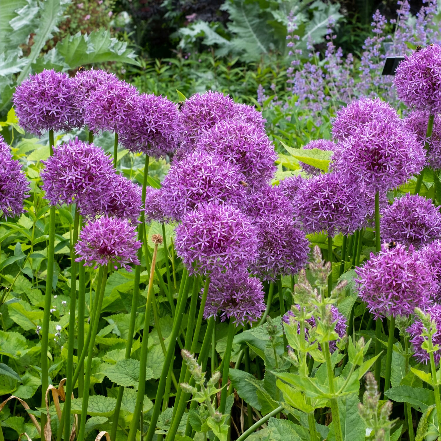 Blumenzwiebeln Iranlauch \'Purple Sensation\' | Manufactum