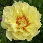 Pfingstrose 'Bartzella'