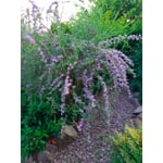 Schmetterlingsstrauch 'Hänge-Buddleie'
