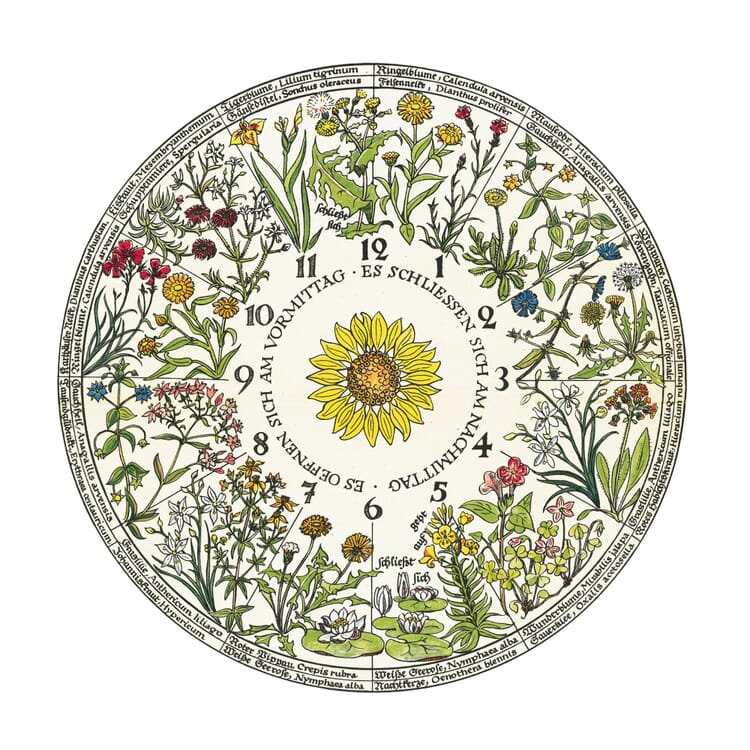 L'horloge fleurie de Linné