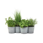 Herb Pots in a Closed Row “Potpot”