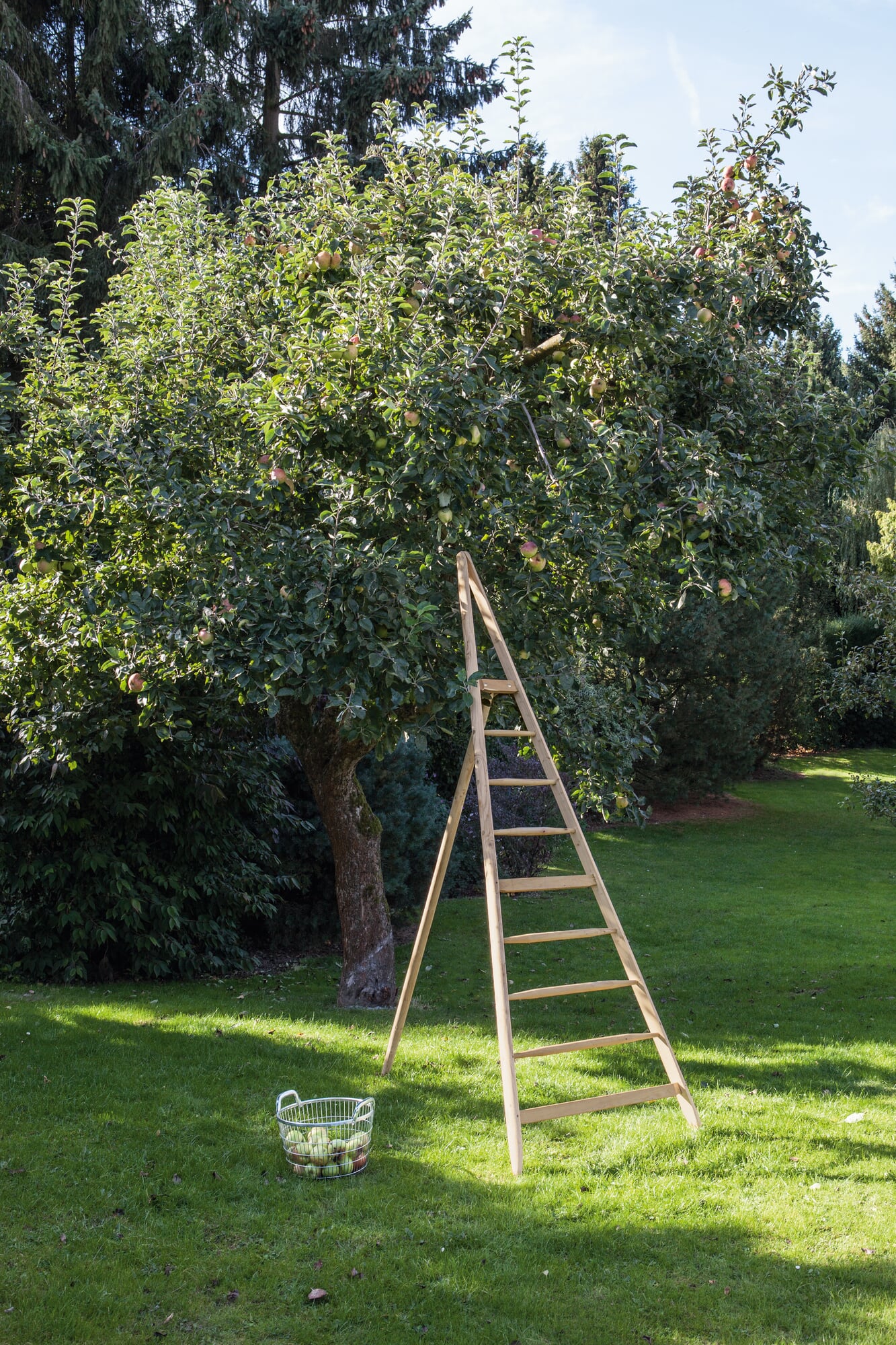 Thringer Obstleiter, Lnge 3 m | Manufactum