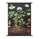 Lehrtafel Leinwand Kartoffel