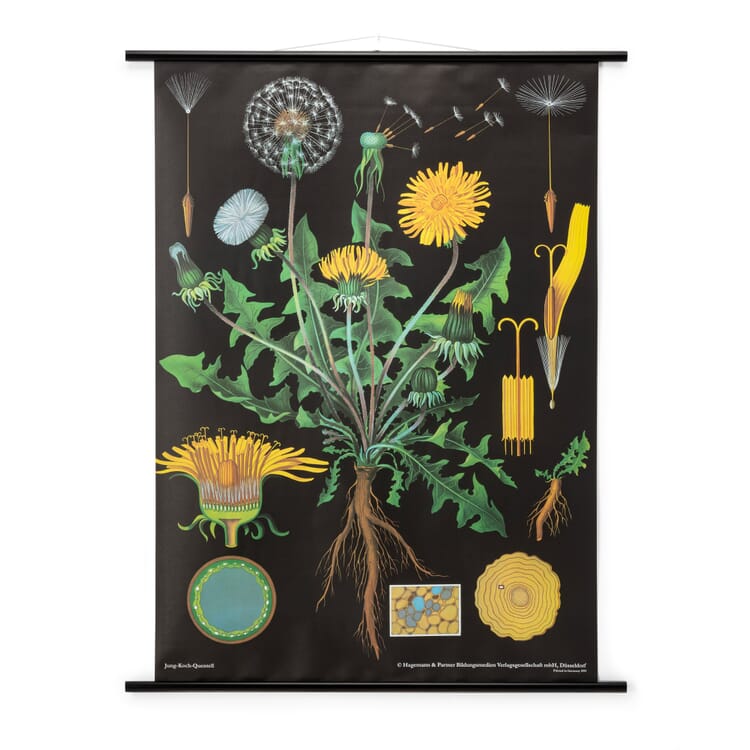 Instruction board canvas, Dandelion